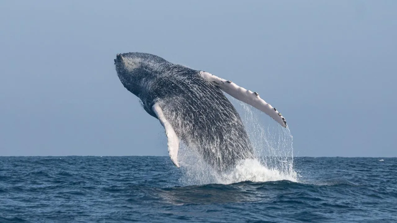 Humpback whale breaching out of the water, its body in the air and its fin extended above the sea