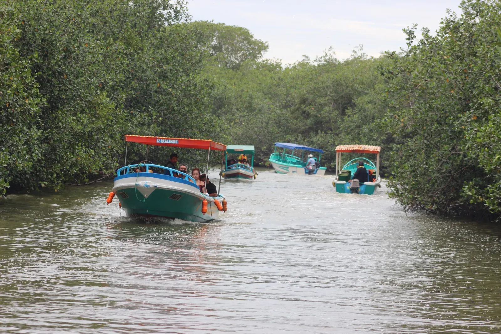 Botes de colores navegando en fila por un canal entre vegetación densa de manglar