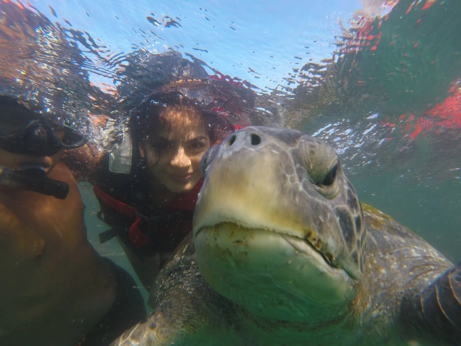 Nadadores con chaleco salvavidas junto a una tortuga marina que mira de frente a la cámara, vistos desde debajo del agua