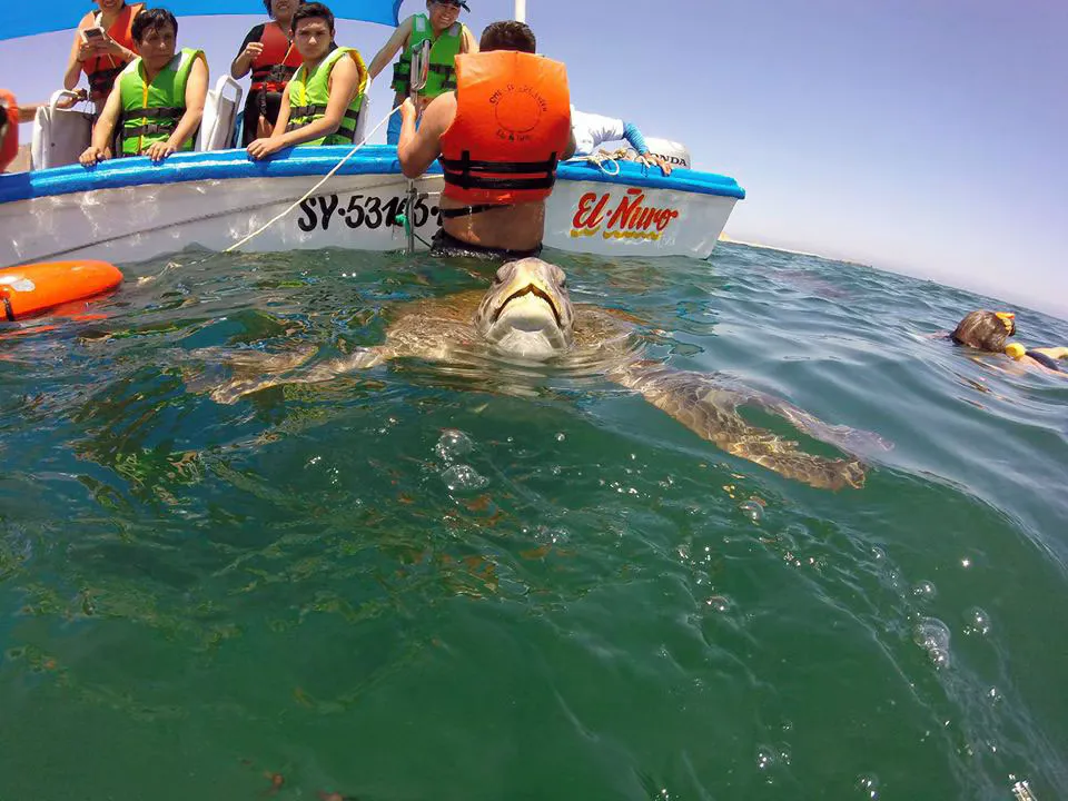 Tortuga marina asomando la cabeza junto a un bote con turistas con chaleco salvavidas